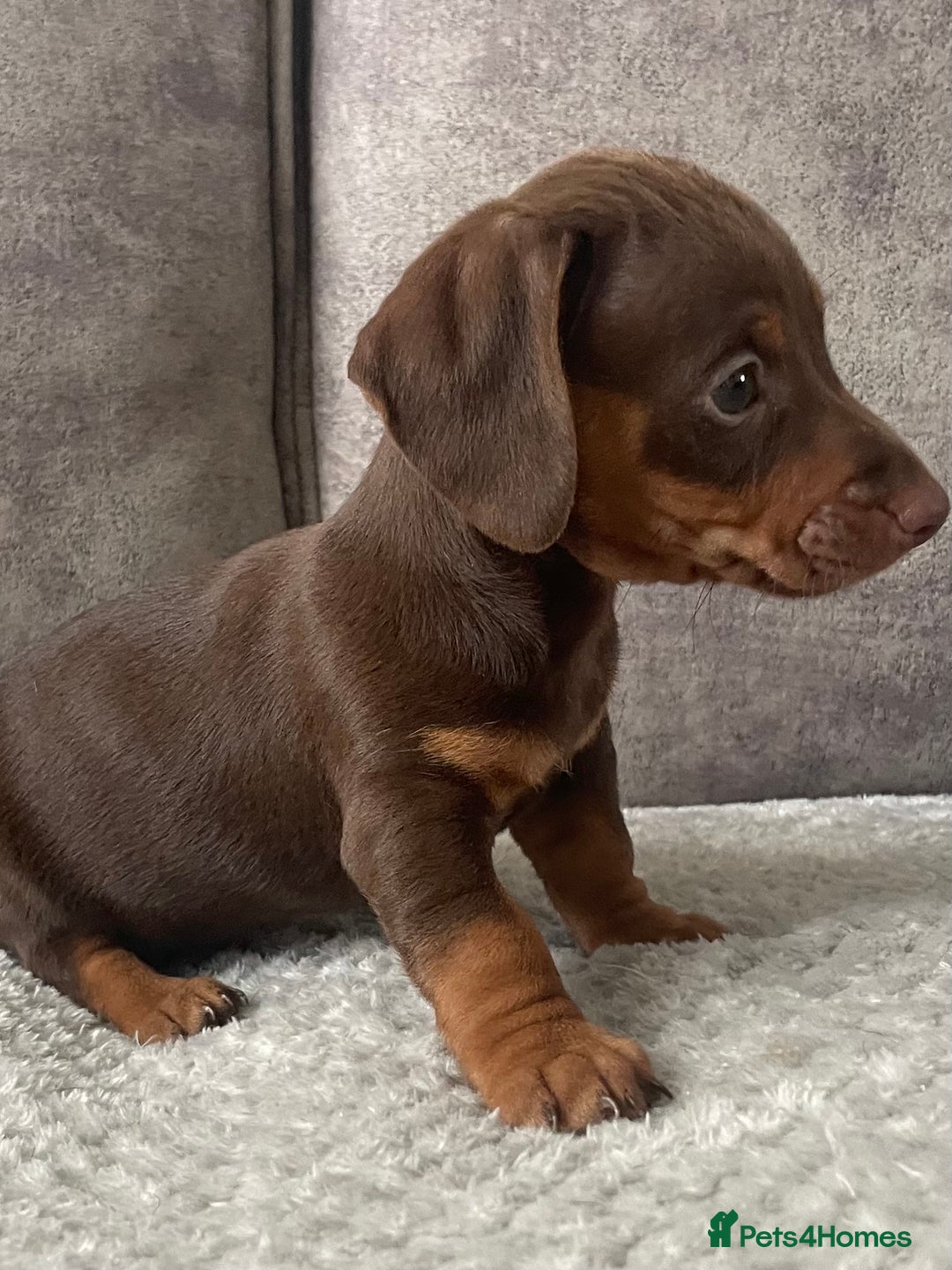 Miniature Dachshund dogs for sale: Miniature dachshunds ready now - Image 7