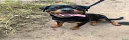 Rottweiler dogs for sale: 14 month old female Rottweiler  - Advert 2