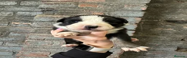 Border Collie 2