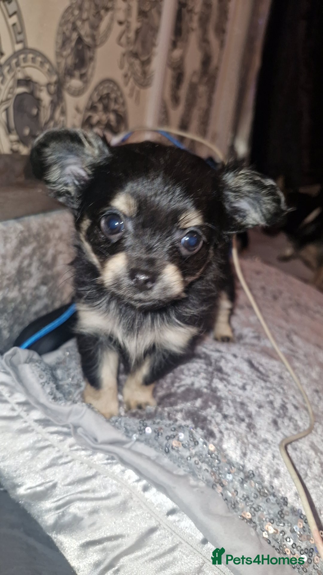 Chihuahua dogs for sale: Beautiful long and short haired chihuahua puppys - Advert 4