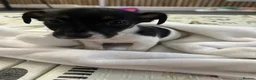 Jack Russell dogs for sale: Male Miniature Jack Russell puppy  in Llanelli - Advert 4