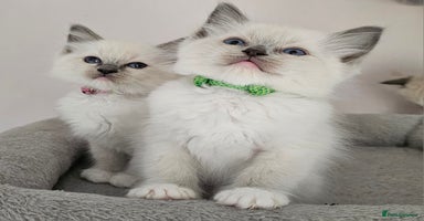 Ragdoll cats - Advert 4