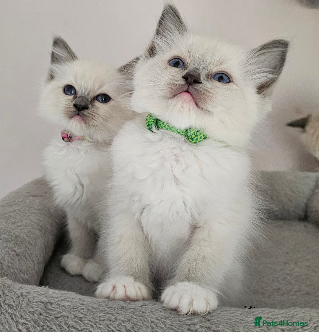 Ragdoll cats for sale: STUNNING GCCF CHAMPION SIRED KITTENS  - Image 3