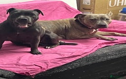 Staffordshire Bull Terrier dogs for sale: 10-Month-Old Blue Staffordshire Bull Terrier  - Advert 3