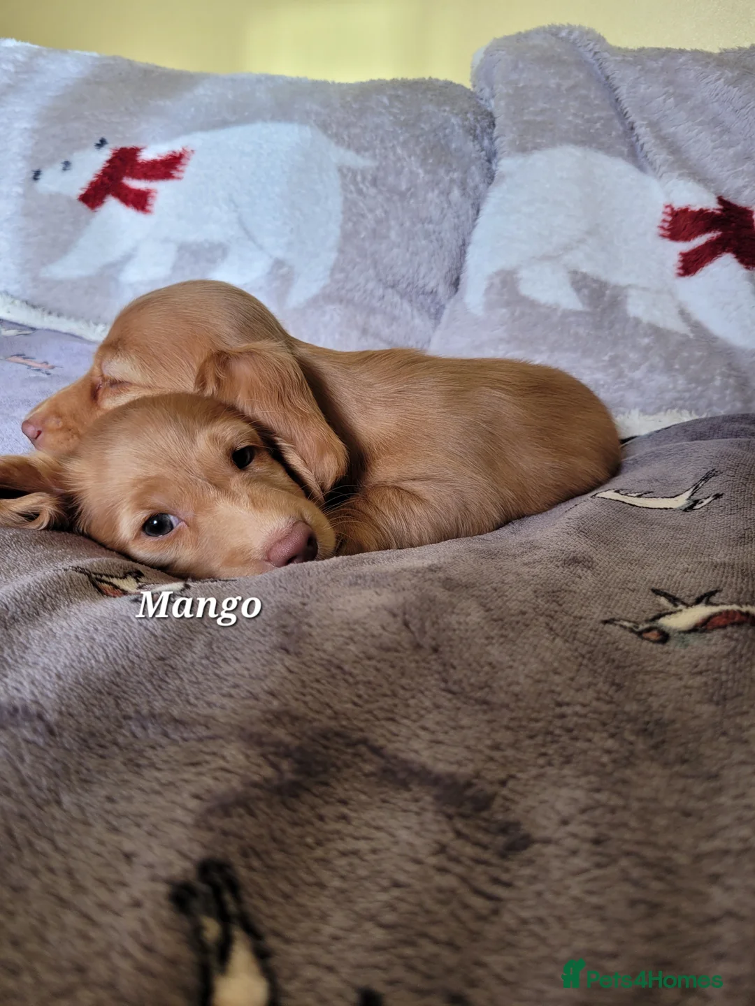 Dachshund dogs for sale: Long Haired KC Miniature Dachshund(LAST BOY) - Advert 15