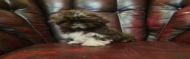 Shih Tzu Puppy 1