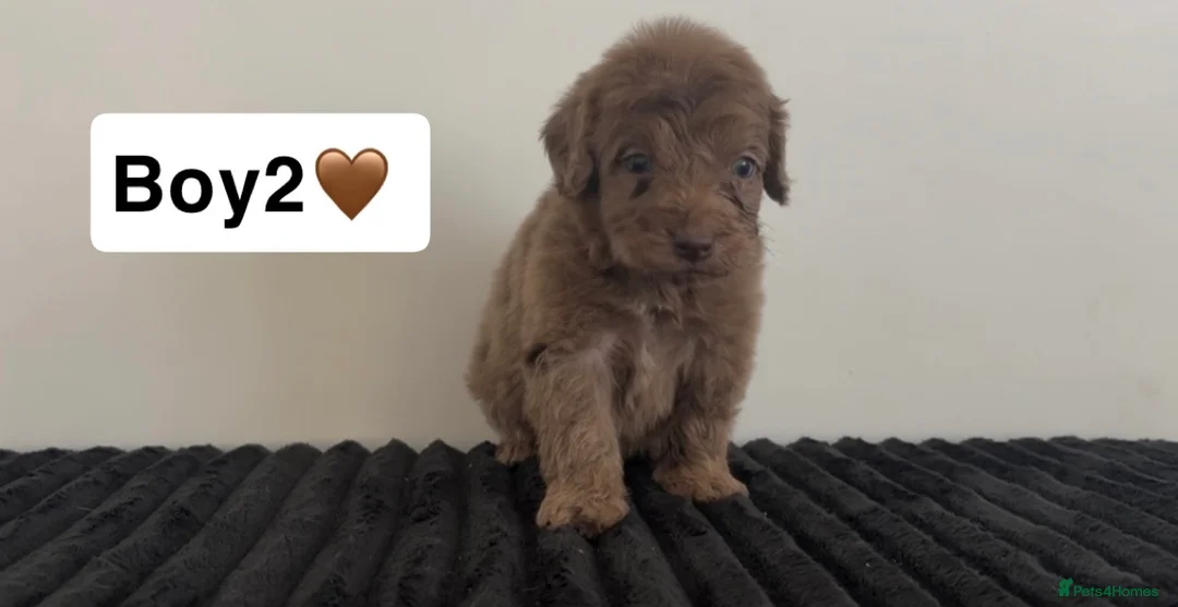 Cockapoo dogs for sale: Cockapoo puppies  - Advert 8