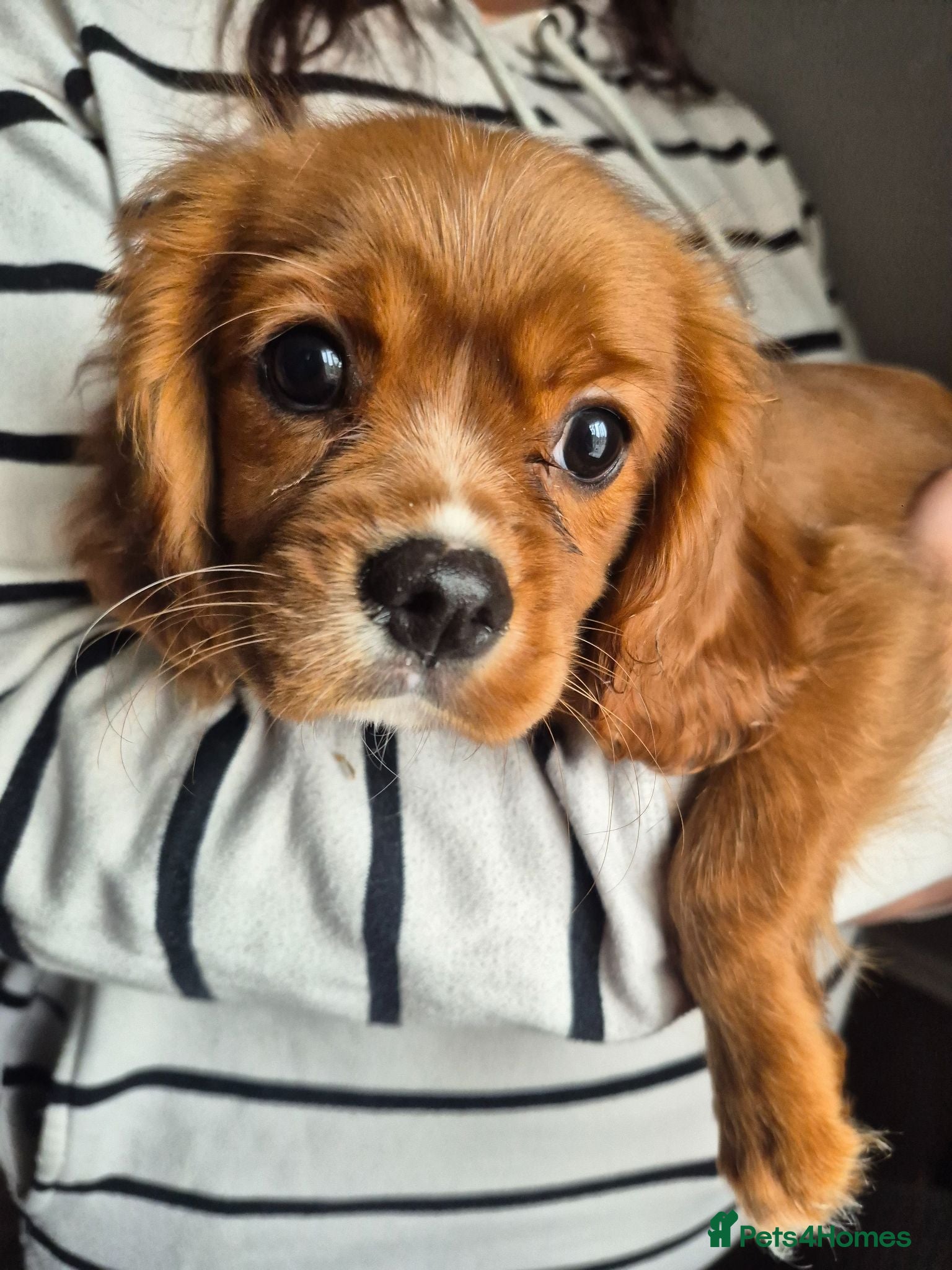 King Charles Spaniel dogs king charles cavalier pups READY NOW - Advert 4