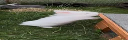 Lionhead rabbits for sale: Gorgeous purebred double-mane lionhead rabbits - Advert 5
