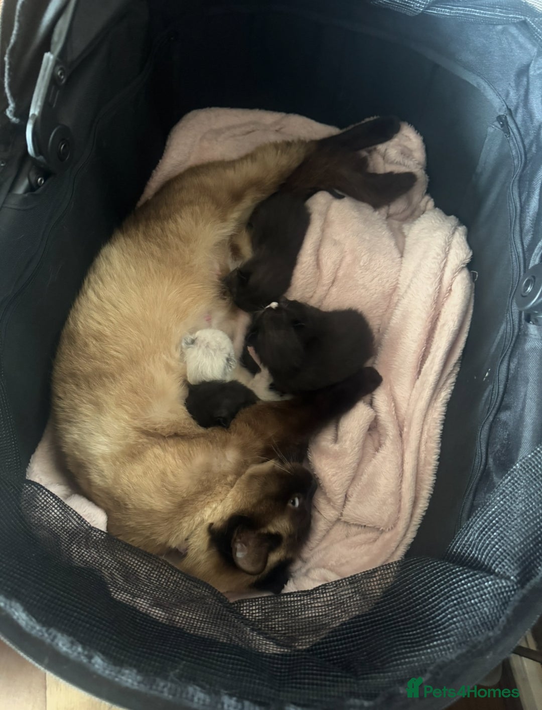 Mixed Breed cats for sale: British shorthair/ Ragdoll cross - Image 8