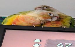 Conures birds for sale: Conures - Advert 3