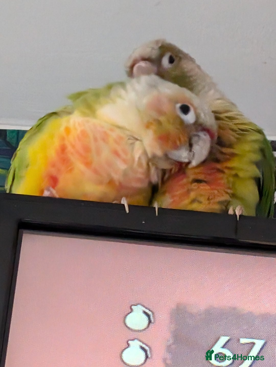 Conures birds for sale: Conures - Advert 3