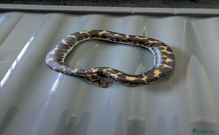 Boa Snake reptiles - Advert 11