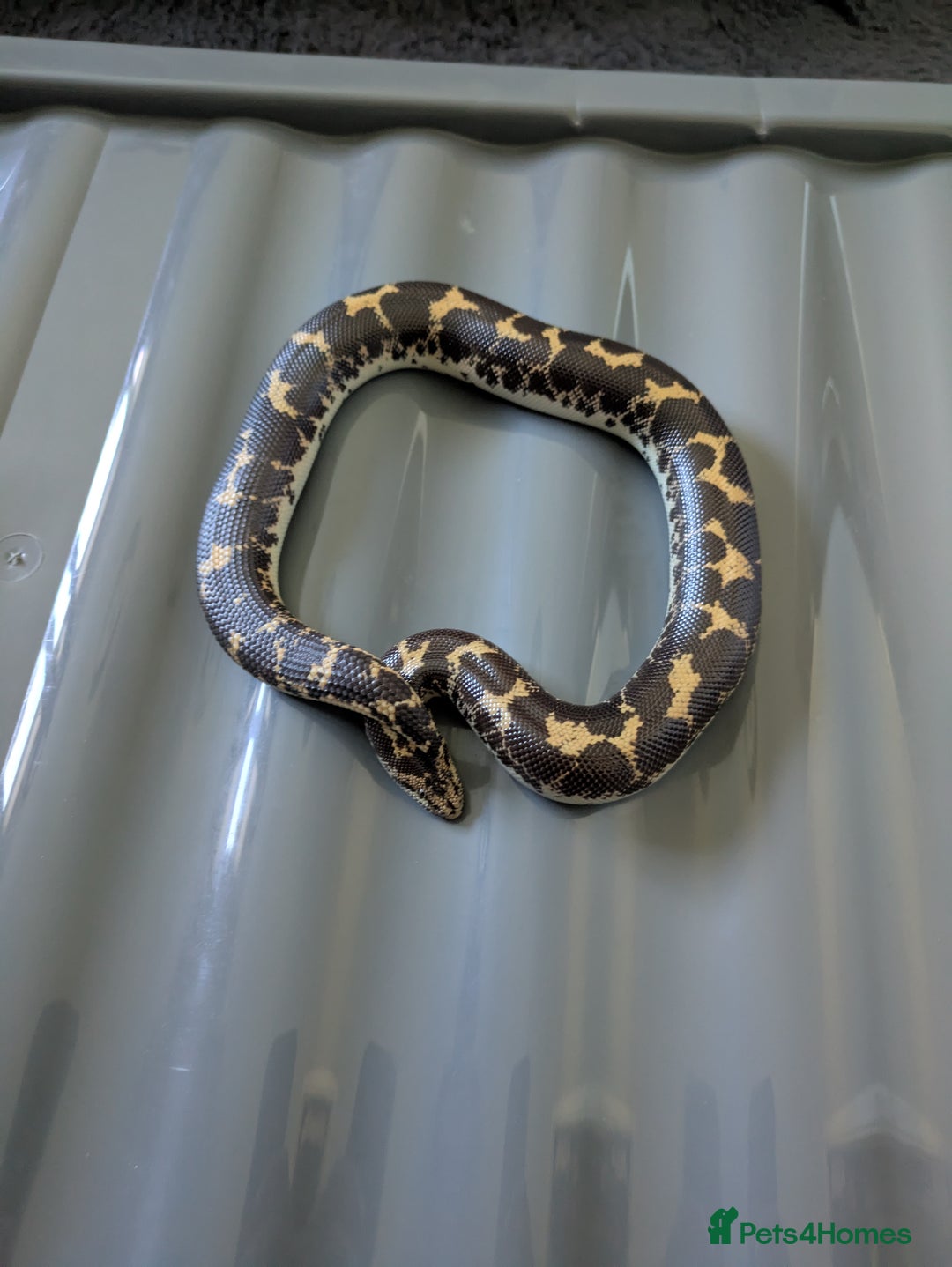 Boa Snake reptiles for sale: Sand boas all need to go  - Image 1