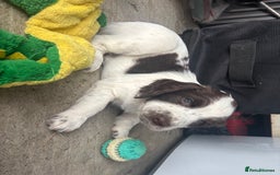 English Springer Spaniel dogs for sale: KENNEL CLUB Pedigree Springer Spaniel Puppies - Image 27