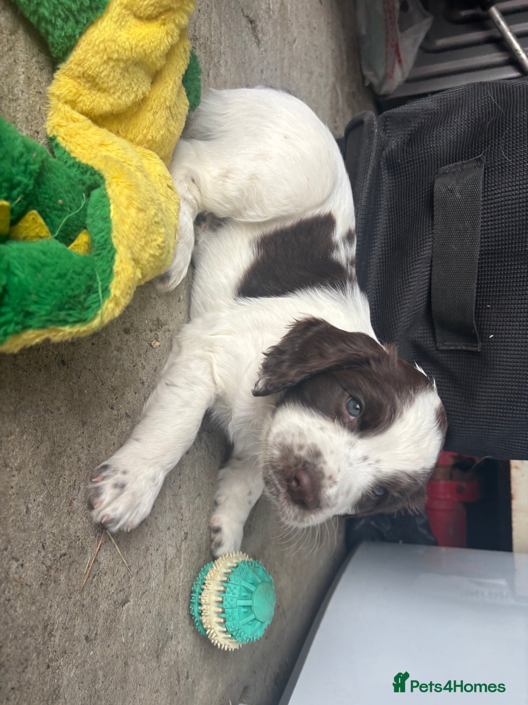 English Springer Spaniel dogs for sale: KENNEL CLUB Pedigree Springer Spaniel Puppies - Image 27