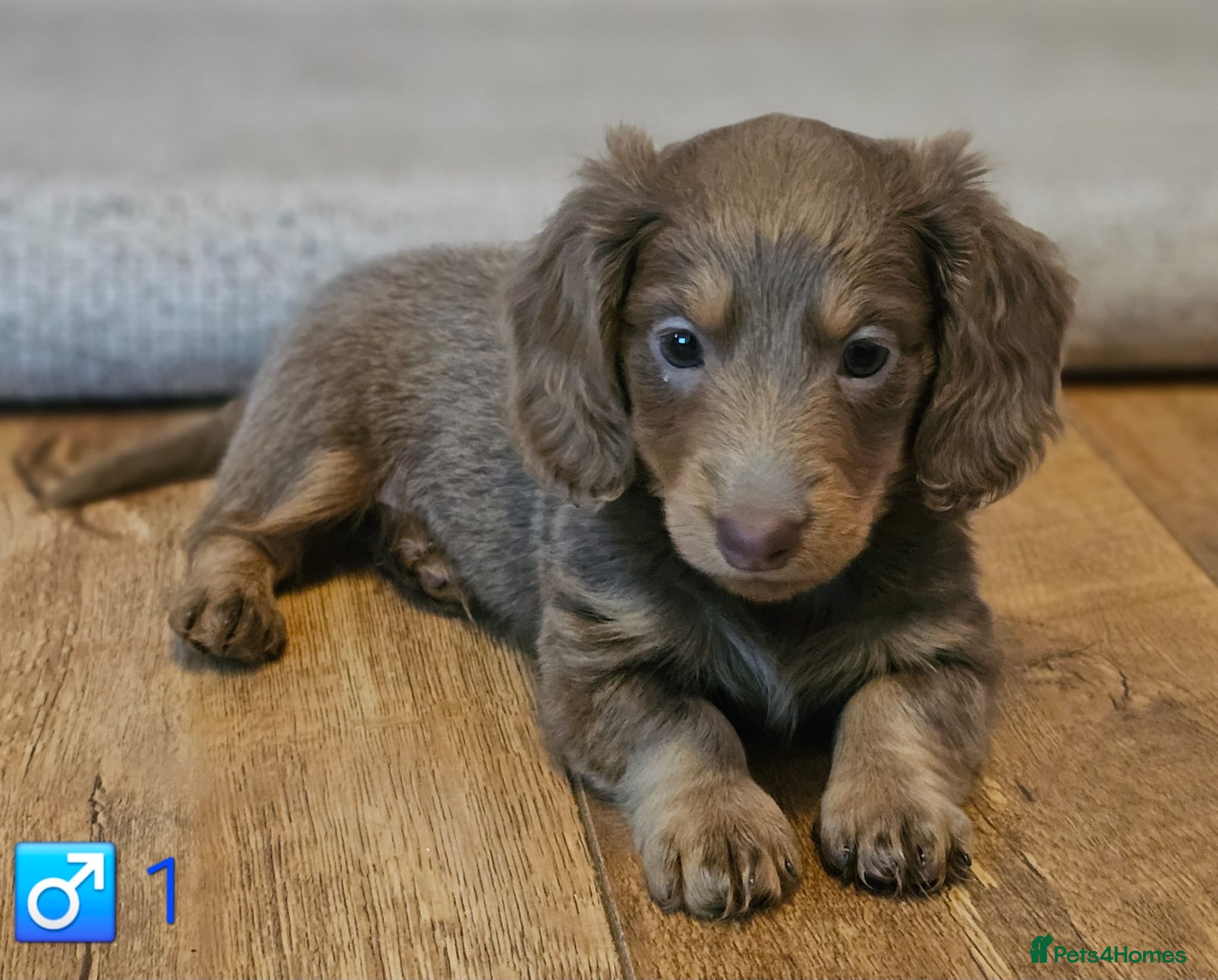Miniature Dachshund dogs Miniature Dachshund KC Reg Longhair Isabella & Tan - Advert 6