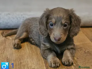 Miniature Dachshund dogs Miniature Dachshund KC Reg Longhair Isabella & Tan - Advert 6