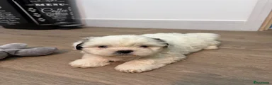 Shih Tzu 1