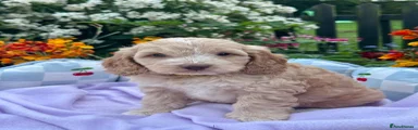 Cockapoo Puppy 5