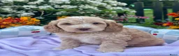 Cockapoo dogs for sale: 6 gorgeous f1 apricot Cockerpoos  - Advert 16