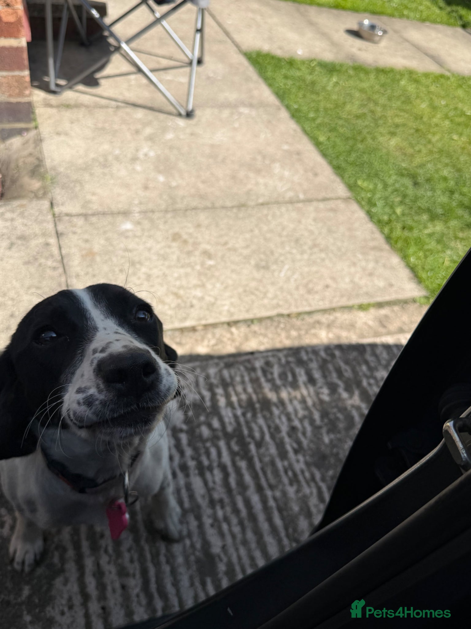 Springador dogs for sale: Female springador in Wigan - Advert 4