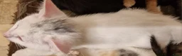 Mixed Breed cats for sale: Pretty kittens ready now for their forever homes  - Advert 3