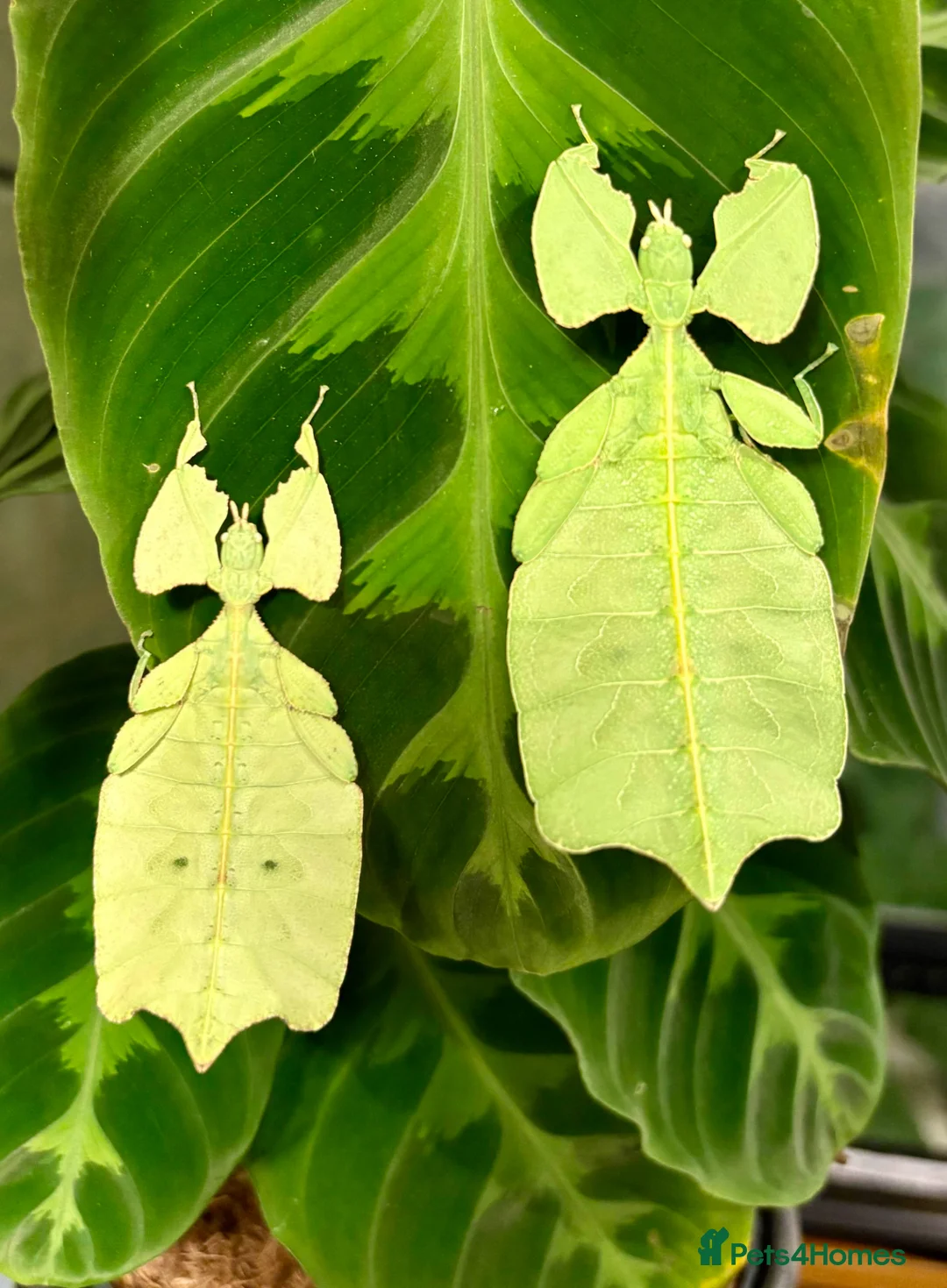 Stick Insects invertebrates for sale: Cryptophyllium limogesi nymphs (leaf insects) - Advert 2