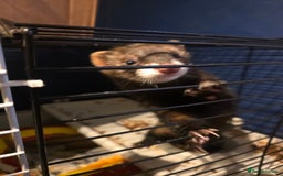 Ferret rodents for sale: EU cross and full polecat ferret hobs - Image 1