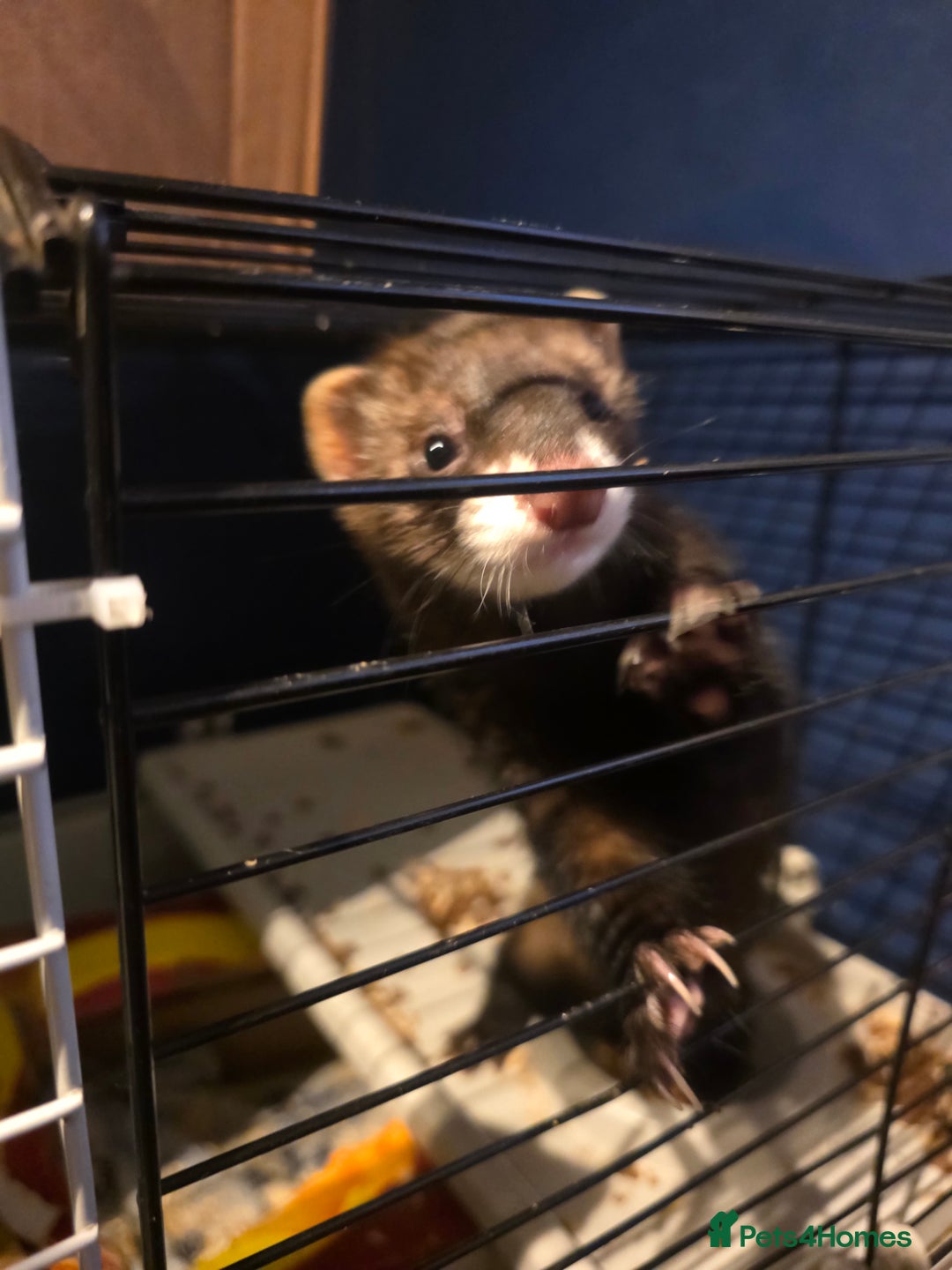Ferret rodents for sale: EU cross and full polecat ferret hobs - Image 1