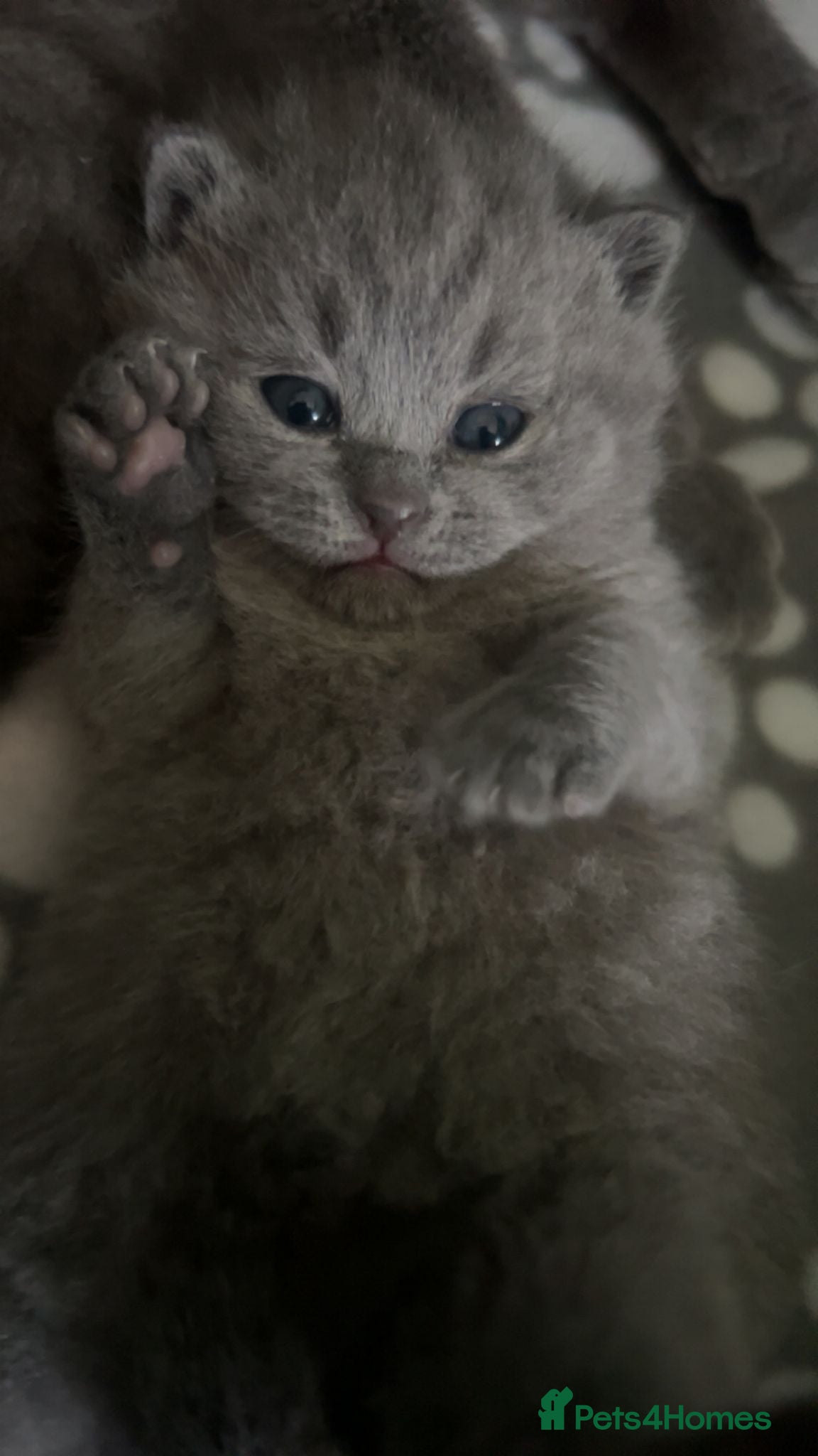British Shorthair cats One girl left!! British Shorthair Kittens - Advert 16