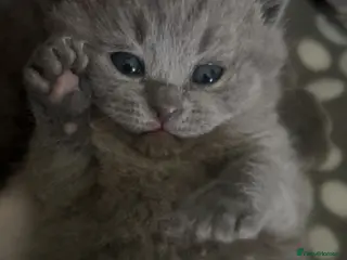British Shorthair cats One girl left!! British Shorthair Kittens - Advert 16