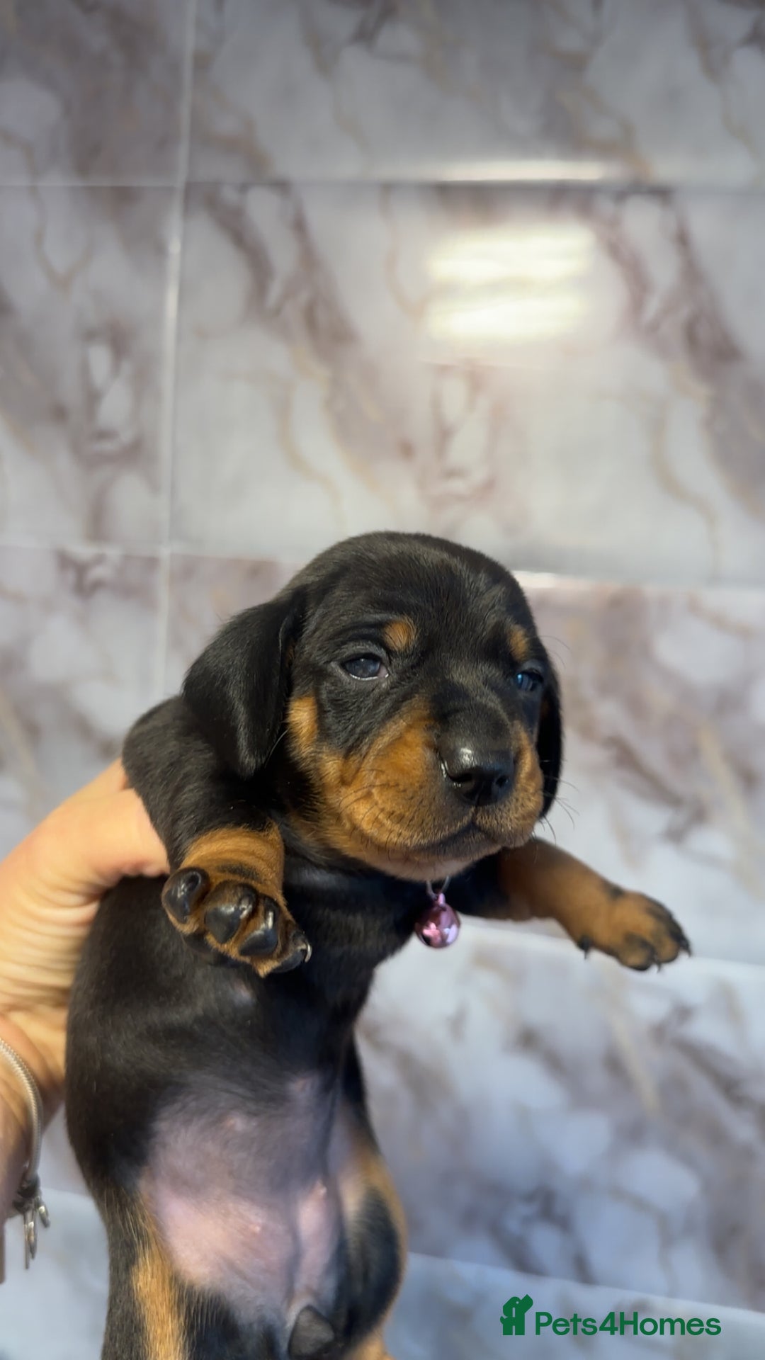 Dachshund dogs for sale: Lovely little Dashound puppies - Advert 12