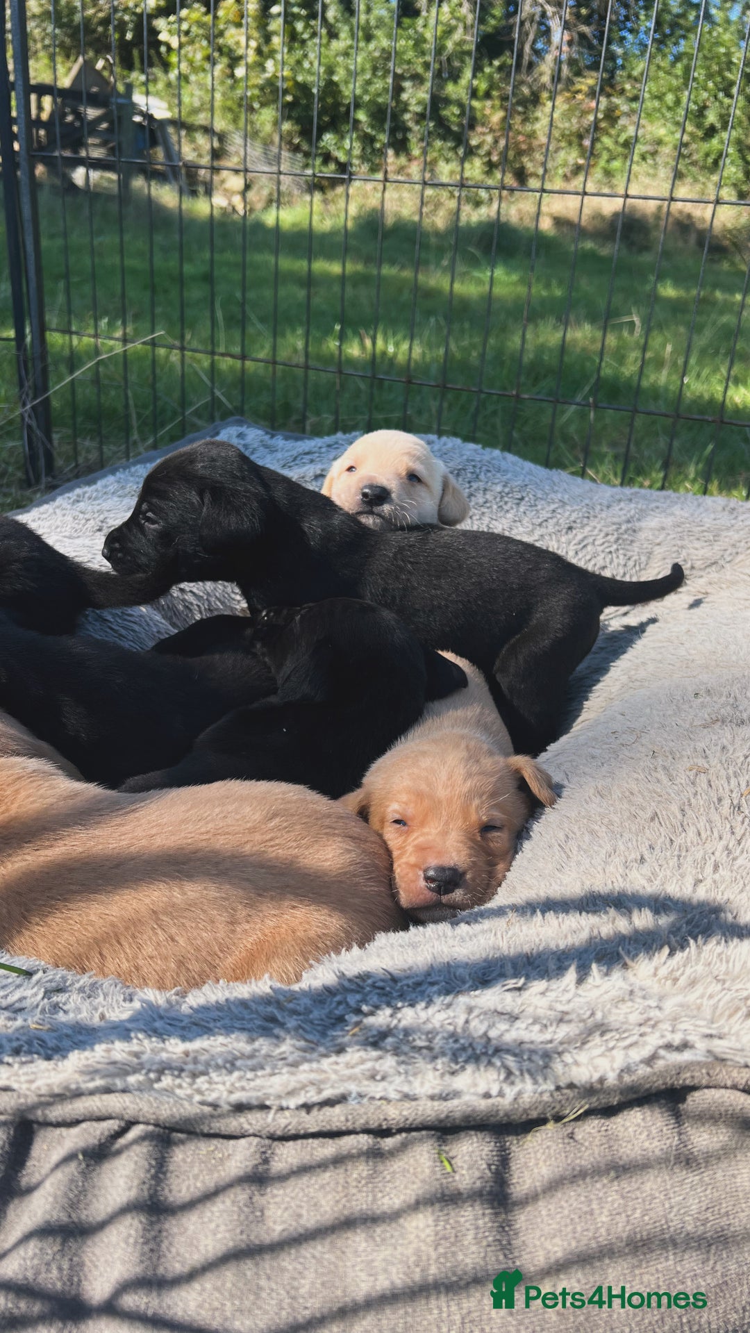 Labrador Retriever dogs for sale: Pedigree KC Reg Labrador puppies - Image 3