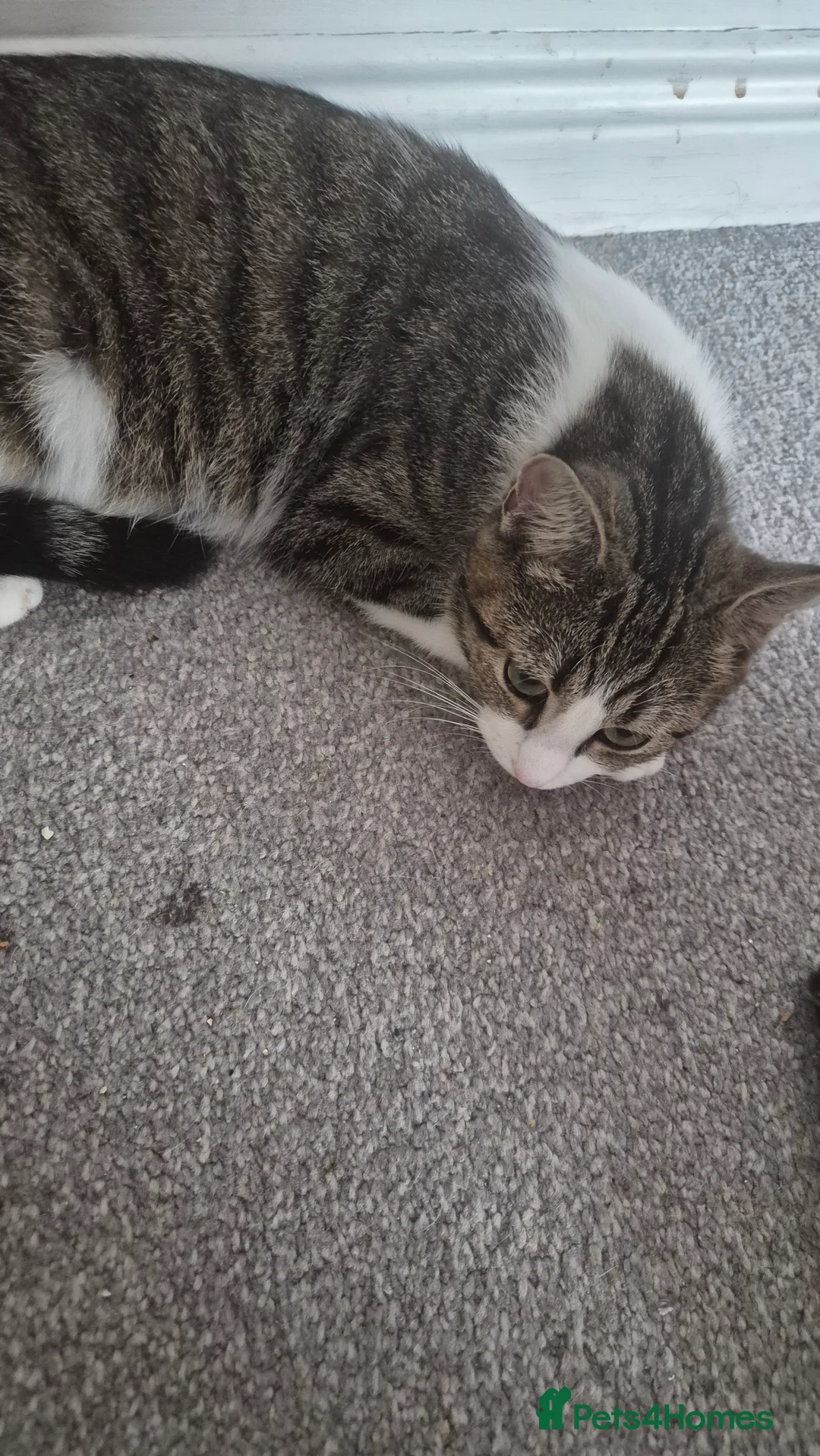 Mixed Breed cats for sale: Bengal/domestic kittens  - Advert 2