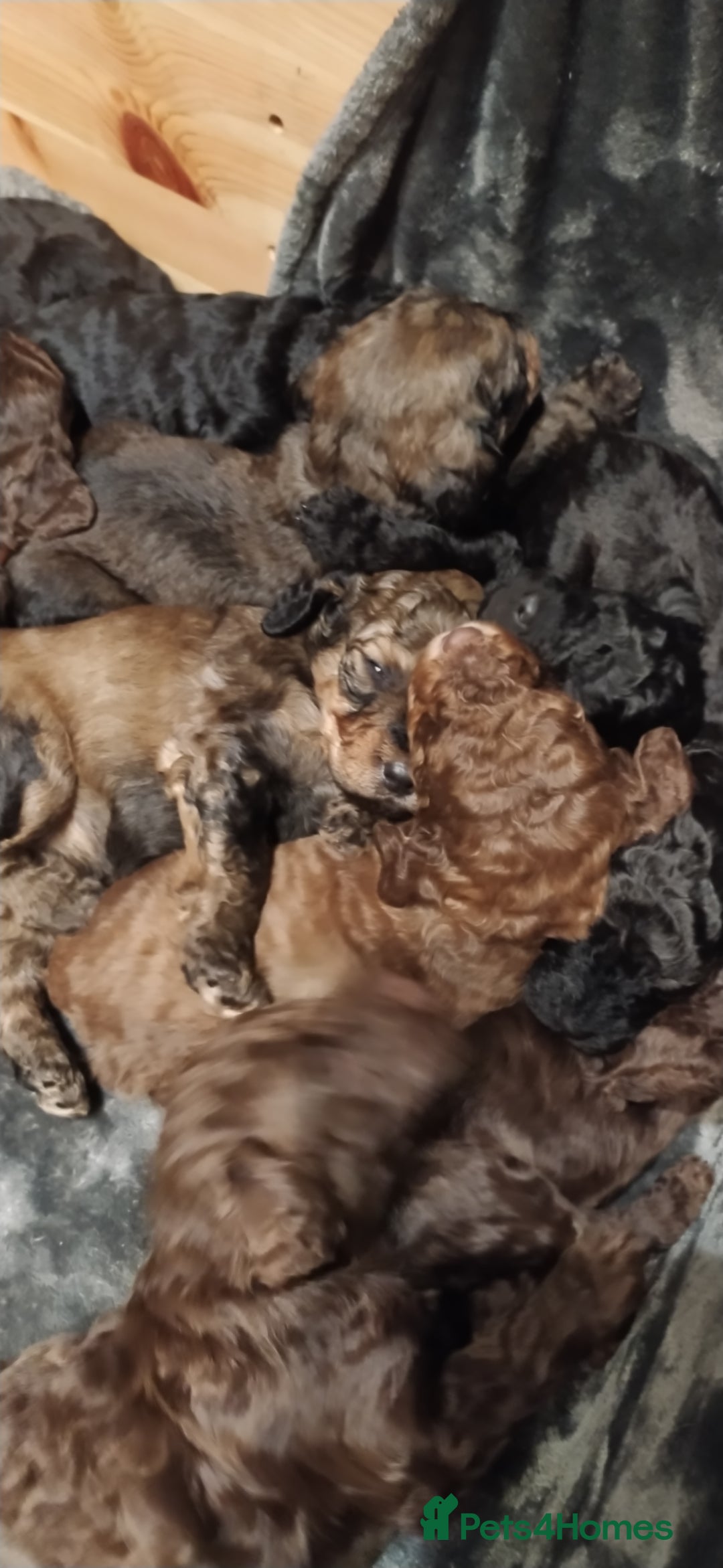 Labradoodle dogs for sale: stunning F2 labradoodle puppies... Available now - Advert 39