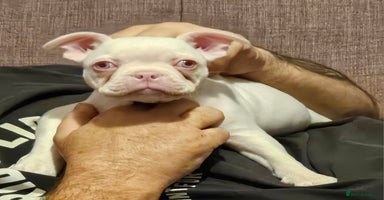 Mixed Breed dogs - Advert 11