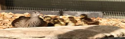 Ducks poultry for sale: Mandarin ducklings x7  in Radstock - Advert 3