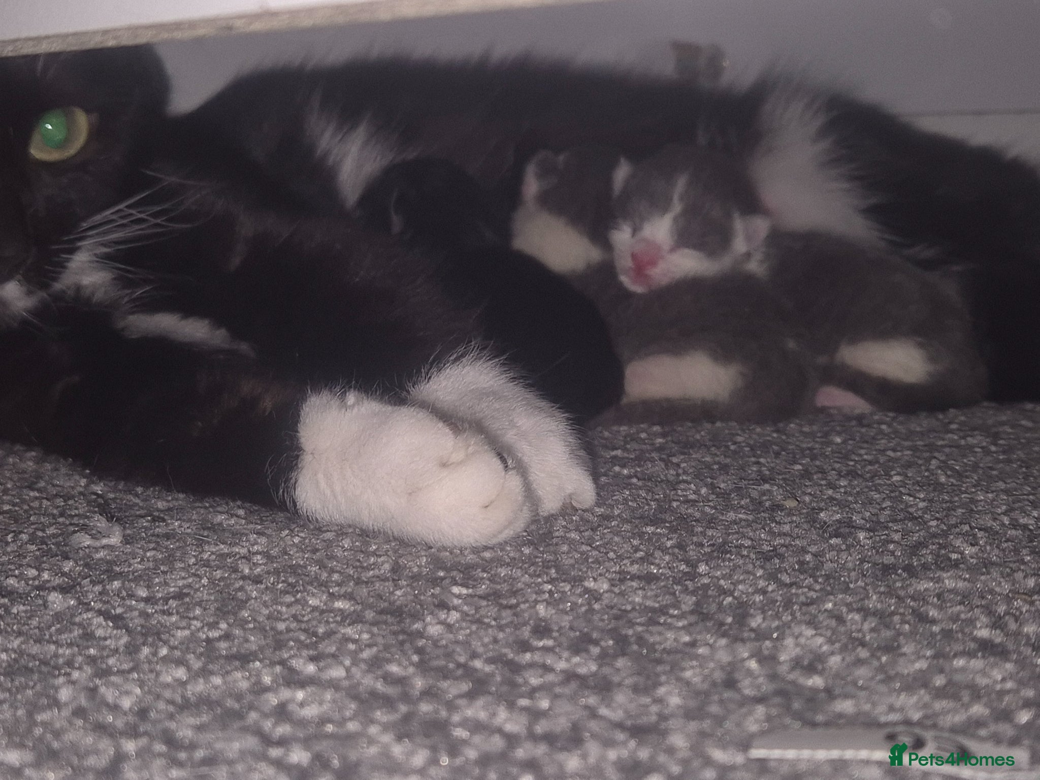 Mixed Breed cats Mittens kittens - Advert 5