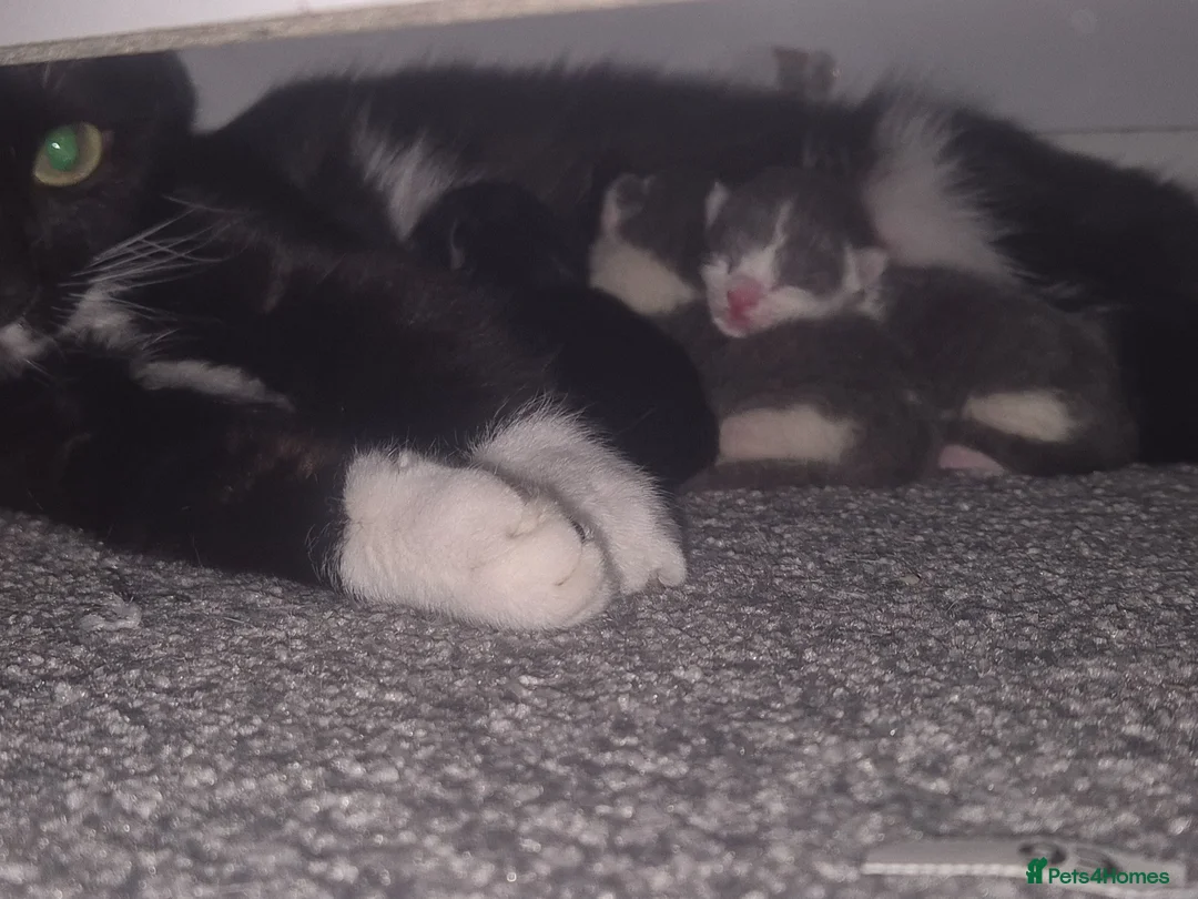 Mixed Breed cats for sale: Mittens kittens - Advert 1