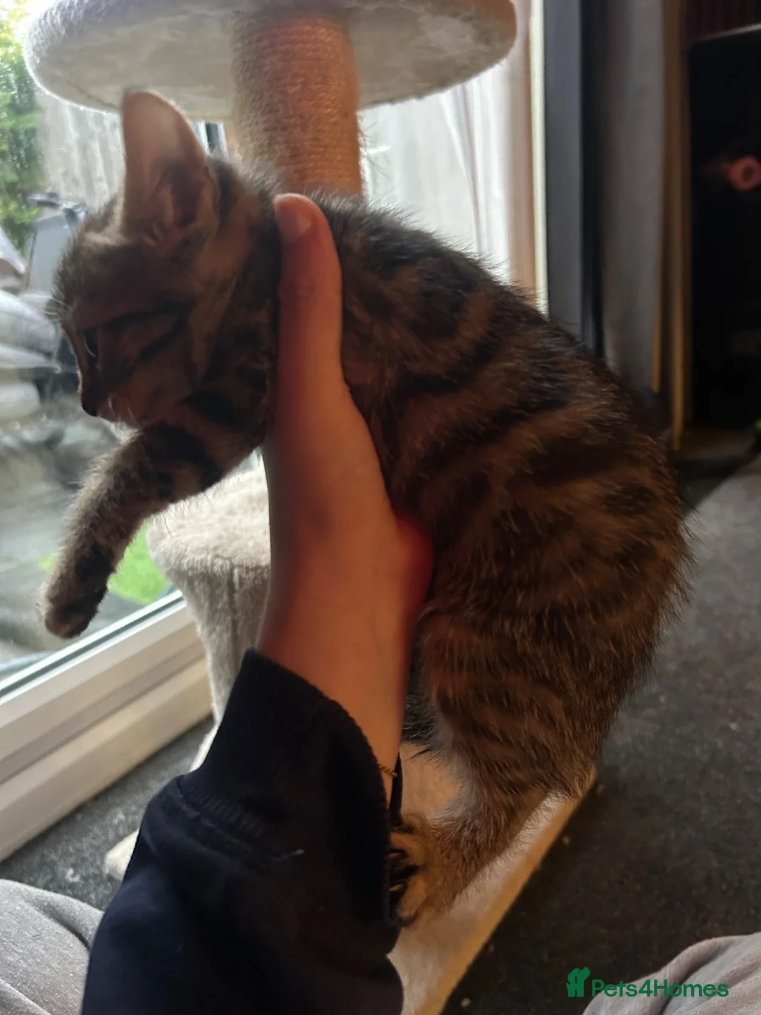 Bengal cats for sale: 2 Female kittens in South Ockendon - Advert 2