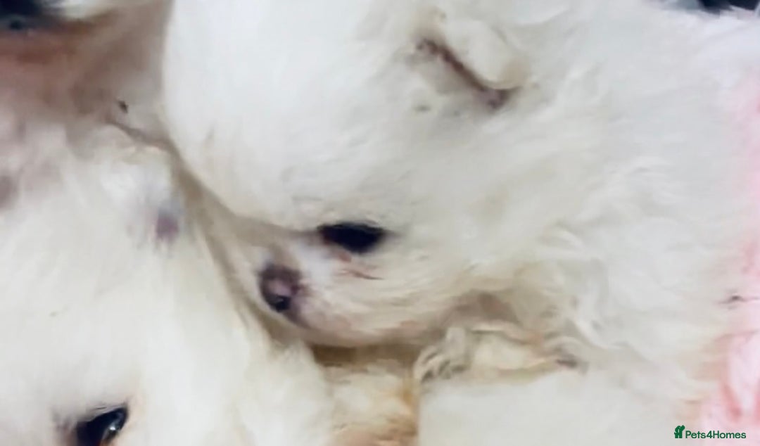 Pomeranian dogs for sale: Stunning Kc-reg boys 🌟🌟🌟🌟🌟 - Image 27