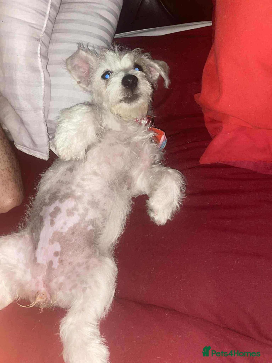 Mixed Breed dogs for sale: Female westiepoo  - Image 8