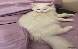 Persian cats for sale: Beautiful Persian ready to go - Image 6