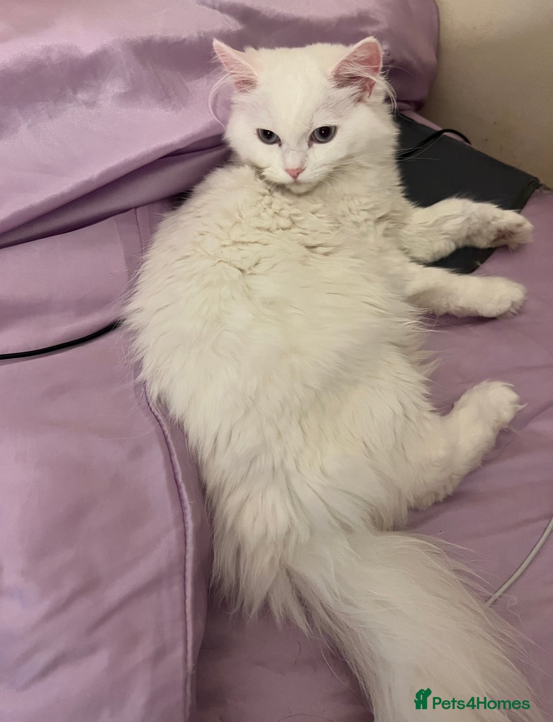 Persian cats for sale: Beautiful Persian ready to go - Image 6