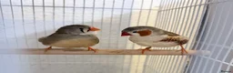 Finches birds for sale: Breeding Pair of Zebra Finches - Advert 1