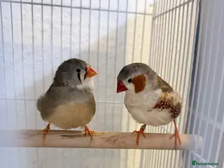 Finches birds Breeding Pair of Zebra Finches - Advert 1