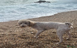 Mini Goldendoodle dogs for sale: Miniature golden doodle girl one year old - Image 4