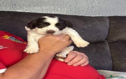 English Springer Spaniel dogs for sale: Beautiful English Springer Spaniel Puppies  - Image 11