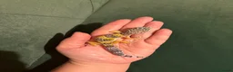Leopard Gecko reptiles for sale: Leopard gecko babies - Advert 4